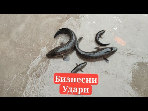 Видео: Илонбалк личенкаси Маткаси Онаси  бор +99894Икромжон