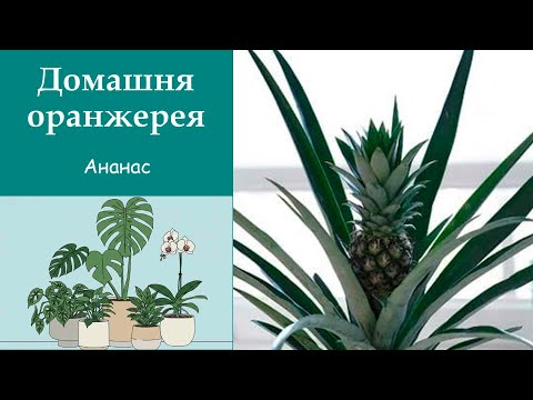 Видео: Кімнатний ананас.