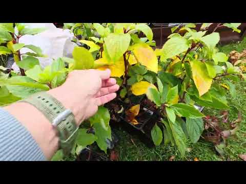 Видео: О молодых саженцах и их шансах перезимовать