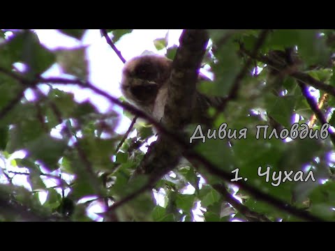 Видео: 1. Чухал (Сова) - Дивия Пловдив -  Горска ушата сова?