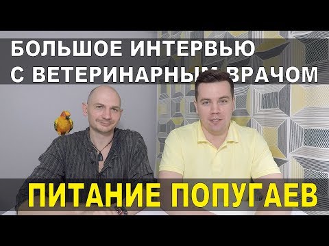 Видео: Чем кормить попугая. Интервью с ветеринарным врачом Валентином Козлитиным.