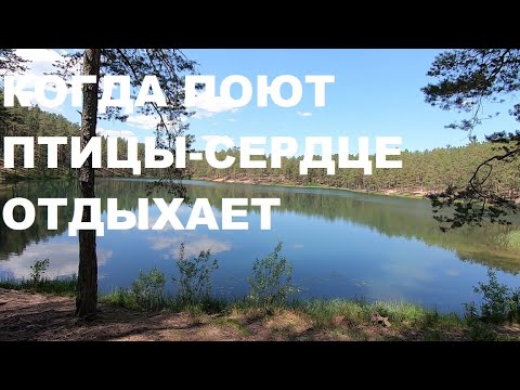 Видео: КРАСИВОЕ ПЕРЕЛИВЧАТОЕ ПЕНИЕ СЛАВКИ,ЕЙ ПОДПЕВАЕТ ХОР ЛЕСНЫХ ПТИЦ.КОГДА ПОЮТ ПТИЦЫ-СЕРДЦЕ РАДУЕТСЯ.