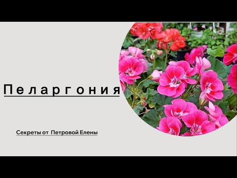 Видео: Пеларгония! Секреты красоты!
