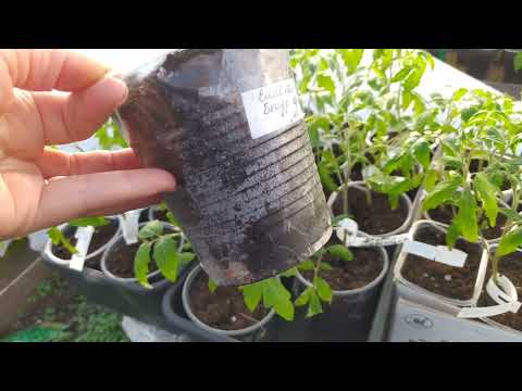 Видео: Рассада ТОМАТОВ в необогреваемой ТЕПЛИЦЕ.