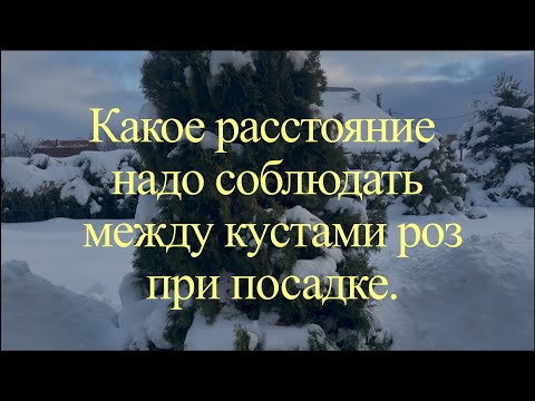 Видео: Какое расстояние надо соблюдать между кустами роз при посадке.. Питомник растений Е. Иващенко