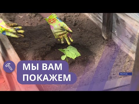 Видео: Мы вам покажем: Как правильно посадить огурцы?