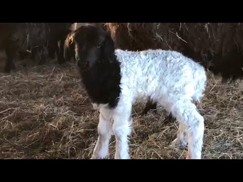 Видео: Окончание окота