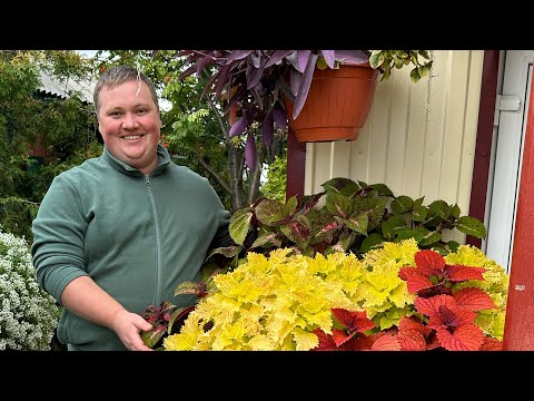 Видео: Начинаю посев цветов// Всегда отличный результат!😍👍