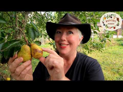 Видео: Руководство по выращиванию груш от питомника Raintree