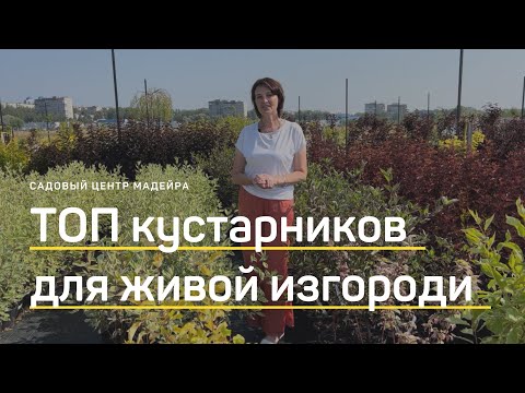 Видео: ДЁРЕН ИЛИ ПУЗЫРЕПЛОДНИК выбрать для ЖИВОЙ изгороди? Кизильник или альпийская смородина?