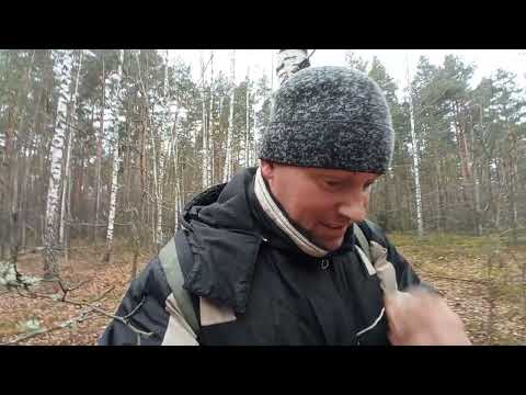 Видео: Грибы все ещё есть🪣😀ноябрь 2025 Могилевская обл/Бобруйский р-н/ Беларусь!