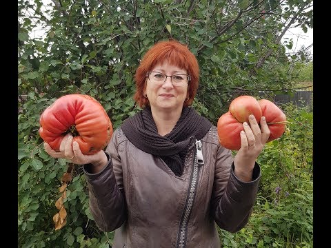 Видео: Как я выращиваю помидоры в бочках (часть1)