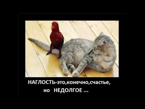 Видео: Не повторять! Аферист просит AnyDesk??   Да запросто! (Автор - Станислав)