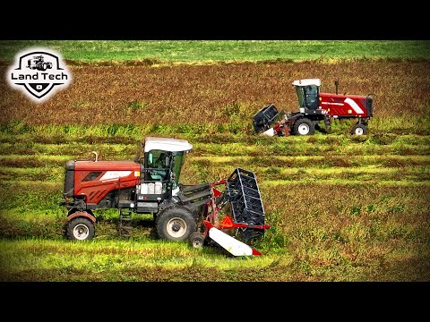 Видео: Косилки КСУ-1 и КСУ-2 косят гречиху! Красивая уборочная - 2025!