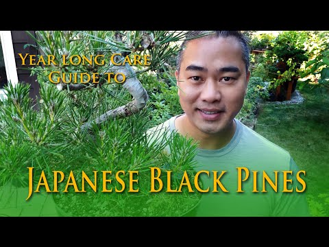Видео: Ежегодное руководство по уходу за бонсай из японской черной сосны