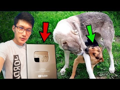 Видео: Америкадан посылка келді ж/е Тузик төбелесті