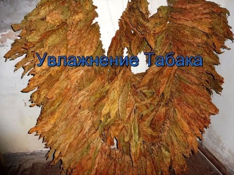 Видео: Сухой Табачный лист, как увлажнить-простой способ.