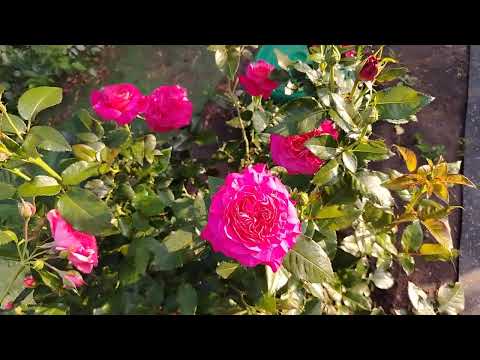 Видео: Цветение роз в моем саду набирает обороты. Июнь 2025
