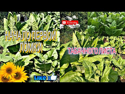 Видео: Начало первой ломки табачного листа (часть 1)