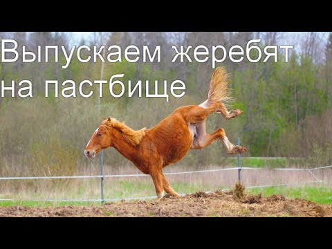 Видео: Выпускаем молодых лошадей, жеребят на пастбище.