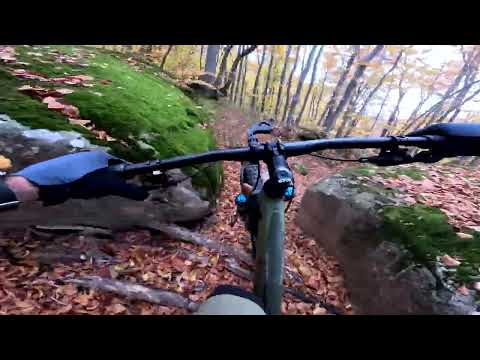 Видео: море от листа през есента