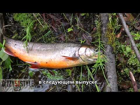 Видео: Самый простой монтаж на ГОЛЬЦА и СИГА поплавочная ОСТНАСТКА, ПОПЛАВОК,ГРУЗИК,КРЮЧОК,НАЖИВКА