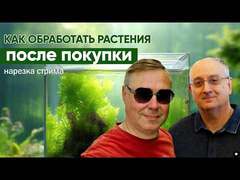 Видео: Методы обработки аквариумных растений после покупки  Нарезка стрима 12 06 2024