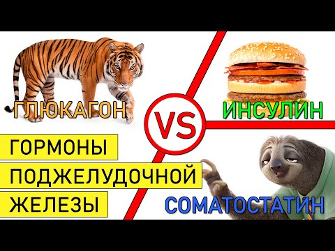 Видео: Инсулин vs глюкагон. Гормоны поджелудочной железы. Соматостатин. Зачем нужны организму?