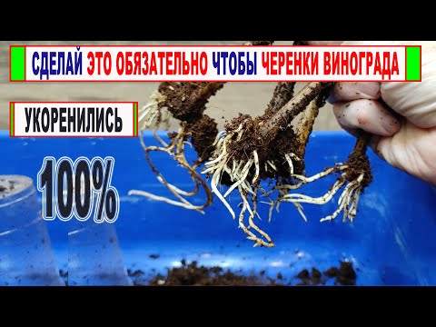 Видео: 🍇 Этот прием СУЩЕСТВЕННО УСИЛИТ УКОРЕНЕНИЕ ЧЕРЕНКОВ винограда. Никогда не пренебрегай.