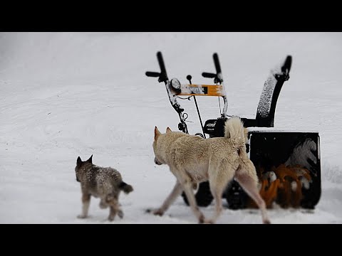 Видео: Щенки Райда и Ярта