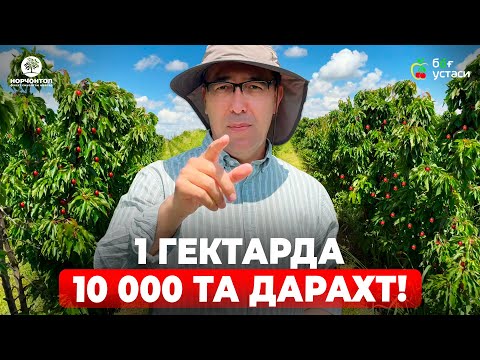 Видео: ГИЛОСНИ ЎТА ЗИЧ ЭКСА НИМА БЎЛАДИ? УНИ ҚАНДАЙ БОШҚАРАМИЗ? | ШУҲРАТ АБРОРОВ #shuhratabrorov #gilos #uz