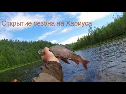 Видео: Хариус ,Открытие сезона ,  Большая вода , отличный отдых , июнь 2023