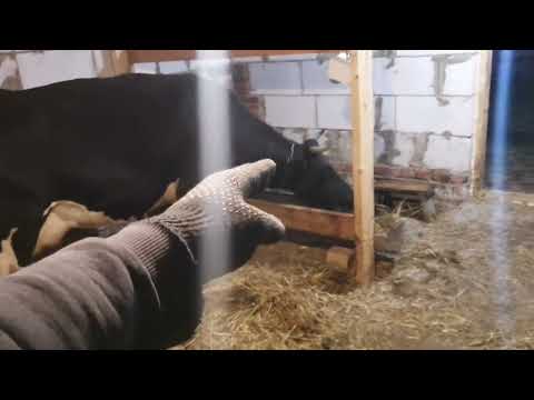 Видео: Выгул для коров / Доработка коровника / Навесу быть.