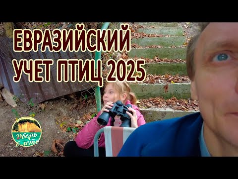Видео: Евразийский учет птиц 2025