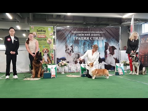 Видео: 13.09.2025, СПб. Клуб "Невский Дебют" (РКФ, РФСС). Выставка собак  CAC 1 группы FCI