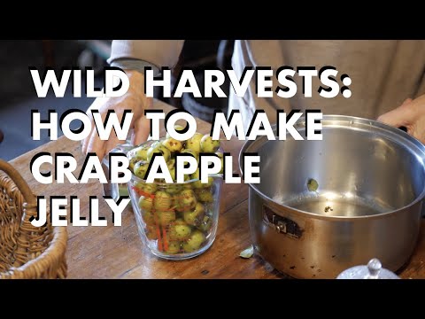 Видео: Дикие плоды: как приготовить желе из диких яблок