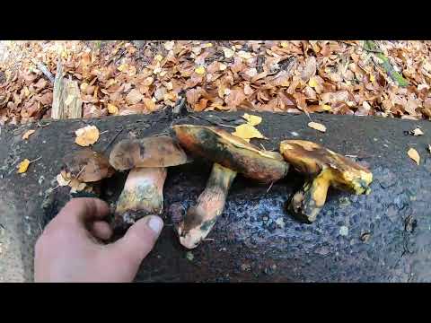 Видео: БЕСКИДИ! ОГЛЯД ЛІСІВ!