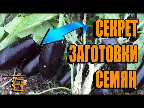 Видео: СЕКРЕТ ЗАГОТОВКИ СОБСТВЕННЫХ СЕМЯН БАКЛАЖАНОВ. САД (ОГОРОД) И ТЕПЛИЦА