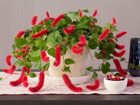 Видео: Лучшие Вьющиеся Растения для Дома/Неприхотливые ампельные цветы дома