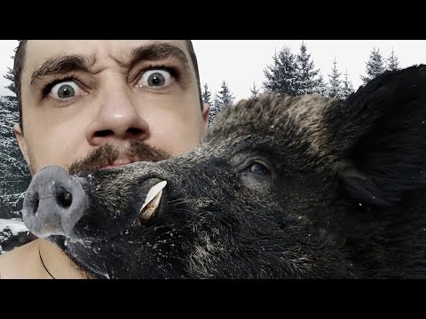 Видео: ЧЕРНЫЙ КАБАН