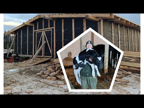 Видео: Очередная авантюра 4 серия. Ферма-открытие коровника, прибавление телёнка, корова Машка родила.