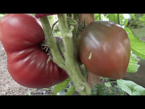 Видео: Томатный Гном Пурпурное сердце. Поспел в числе первых. Хорош и в теплице, и на улице, и в ведре!
