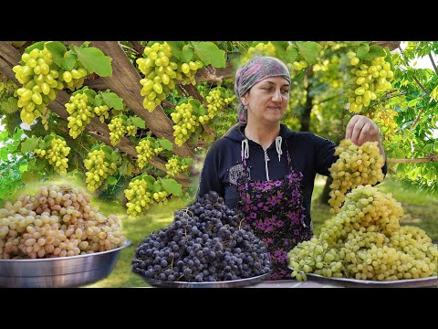 Видео: Как приготовить варенье из белого винограда? - Необычный способ сушки черного и белого винограда!