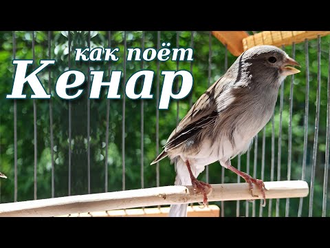 Видео: Как поёт кенар. Красивое пение кенара.