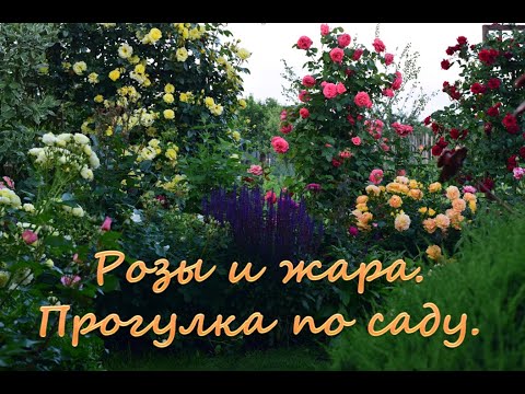 Видео: Розы и жара.  Прогулка по саду.