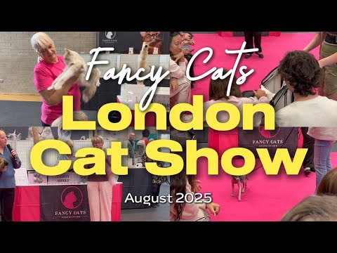Видео: Внутри Лондонской выставки Fancy Cats 🐾✨ | Персидская, Мейн-кун, Сиамская, Бенгальская