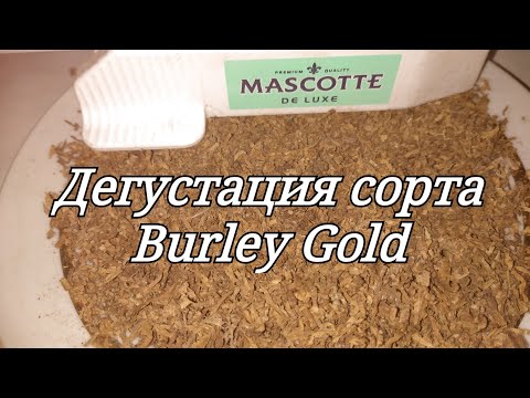 Видео: Дегустация сорта табака Burley Gold ( Берли голд )