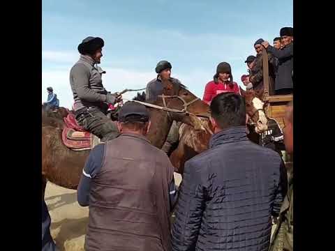 Видео: 3.04.2021ж Отырар ауданы, Маяқұмда өткен көкпар.