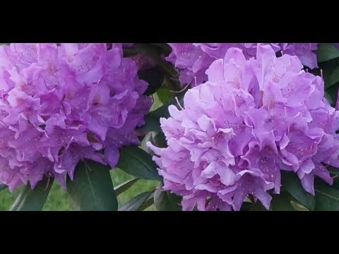 Видео: РОДОДЕНДРОНЫ в Подмосковье , часть 2