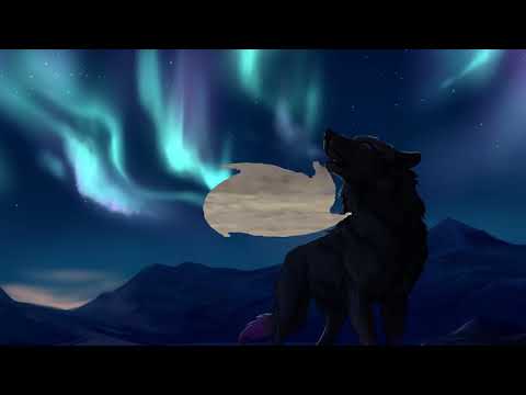 Видео: Одинокий волк